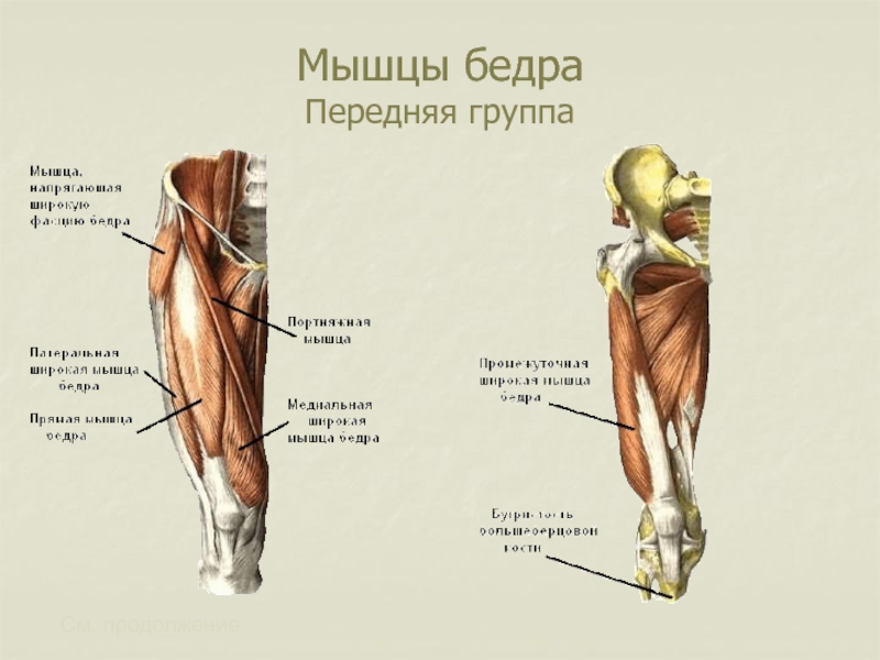 Мышцы бедра передняя фото