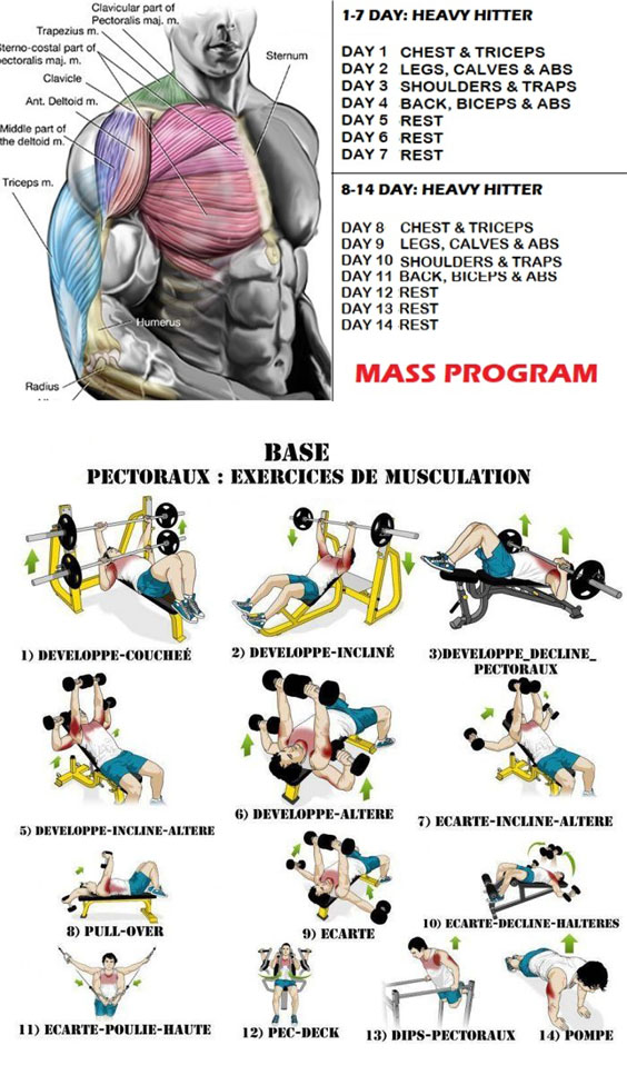 Упражнения на грудные в зале для мужчин. Программа тренировок грудных мышц на массу. Программа для грудных мышц в тренажерном зале на массу. Тренировка грудных в тренажерном зале для мужчин программа. Программа тренировок на грудные мышцы в тренажерном зале.