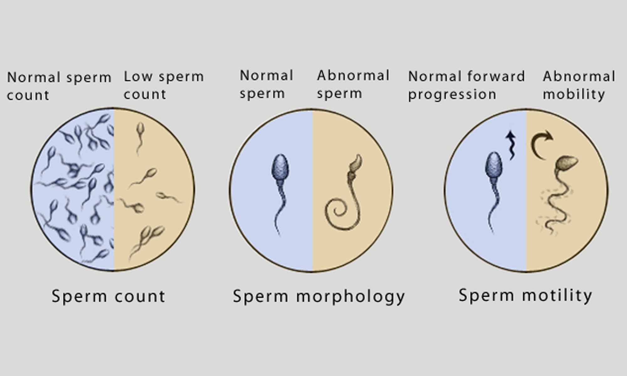 чем отличие мужской и женской спермы фото 19